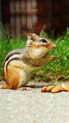 Ardilla Linda Comiendo