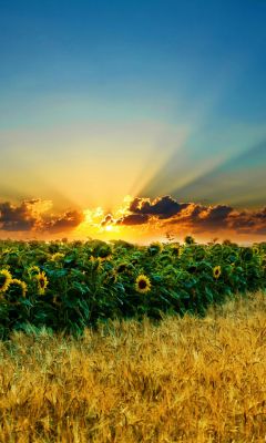 Campo de girasoles al atardecer