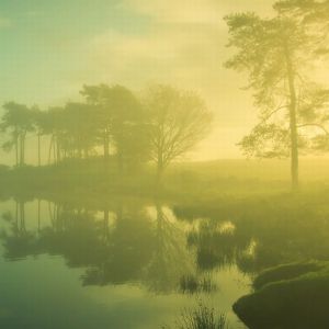 Reflejo de Bosque Nebuloso
