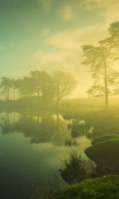 Reflejo de Bosque Nebuloso