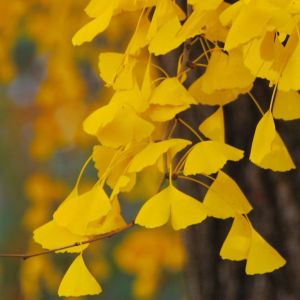 Hojas de Ginkgo Doradas