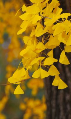 Hojas de Ginkgo Doradas