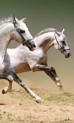 Caballos Galopando en Movimiento