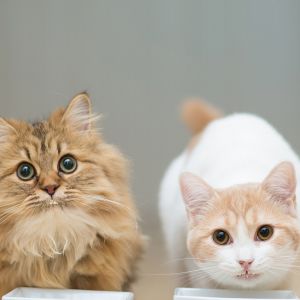 Gatos Lindos Comiendo Juntos