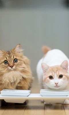 Gatos Lindos Comiendo Juntos