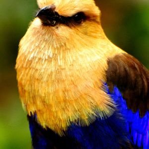 Retrato de Pájaro Colorido