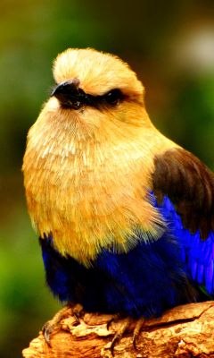 Retrato de Pájaro Colorido
