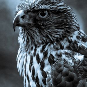 Retrato de Halcón Majestuoso