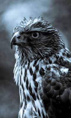 Retrato de Halcón Majestuoso