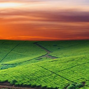 Atardecer Vibrante Sobre Campos Verdes