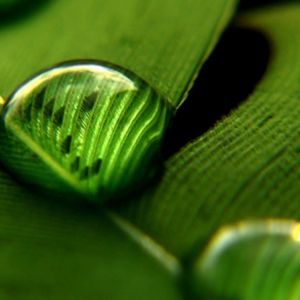 Hoja Verde con Gotas de Agua