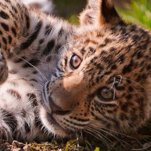 Cachorro de Leopardo Adorable