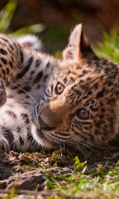 Cachorro de Leopardo Adorable