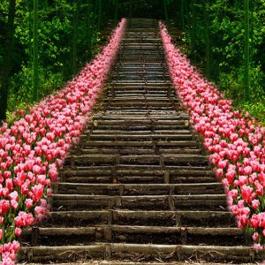 Camino Floral en la Naturaleza