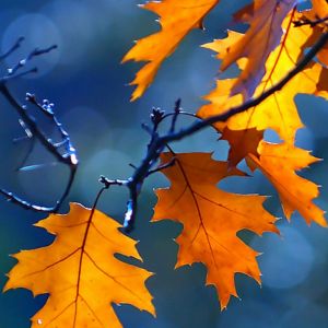 Hojas de Otoño en Azul