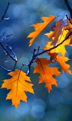 Hojas de Otoño en Azul