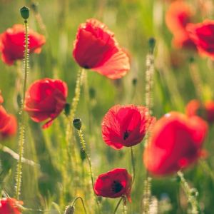 Amapolas Rojas Vibrantes en Flor