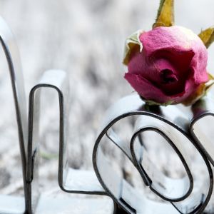 Amor y rosa