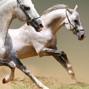 Caballos Galopando en Movimiento