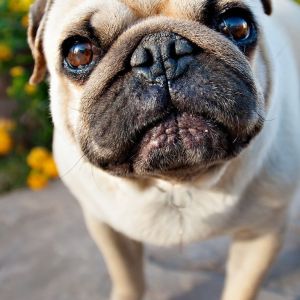 Pug Adorable en Primer Plano