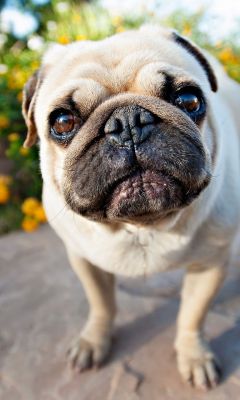 Pug Adorable en Primer Plano