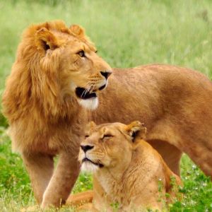 Leones Majestuosos en la Naturaleza