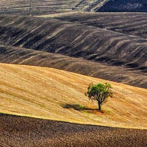 Árbol Solitario en Campos Ondulados