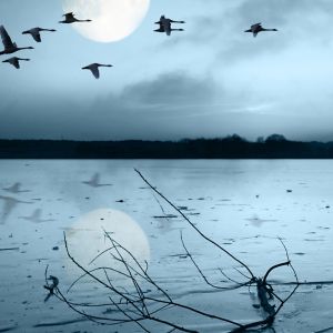 Lago Iluminado por la Luna con Aves