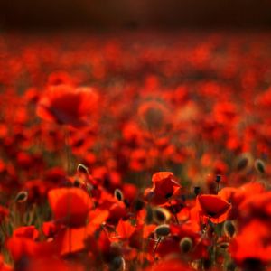 Campo de Amapolas Vibrantes
