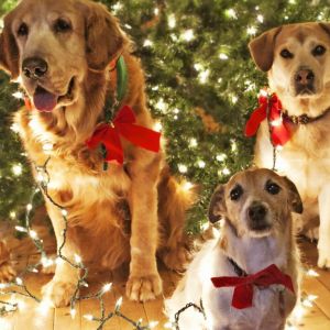 Perros Festivos con Luces de Navidad