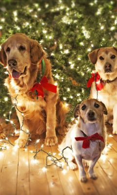 Perros Festivos con Luces de Navidad