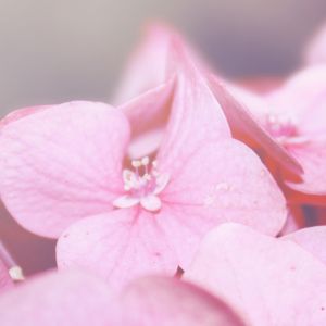 Hermosas Flores Rosadas