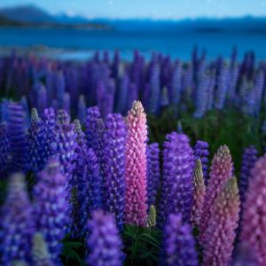 Vibrantes Lupinos Morados