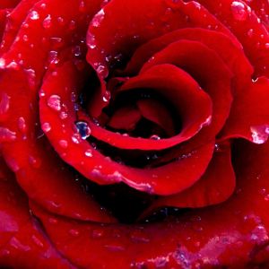 Hermosa Rosa Roja con Rocío