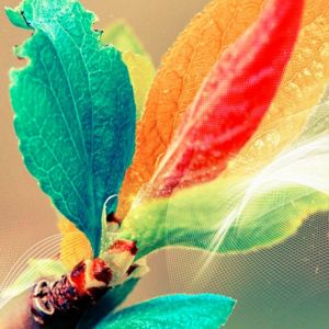 Hojas Coloridas en la Naturaleza