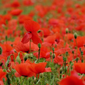 Campo de Amapolas Rojas Vibrantes
