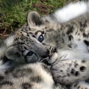 Cachorro de Leopardo de Nieve