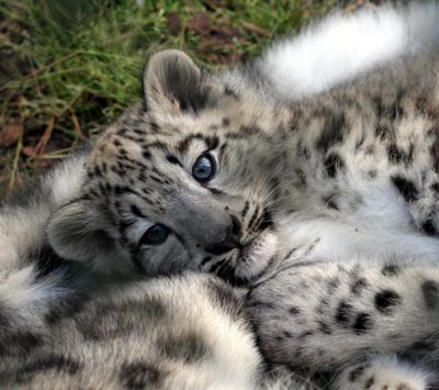 Cachorro de Leopardo de Nieve