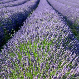 Campos de Lavanda en Flor