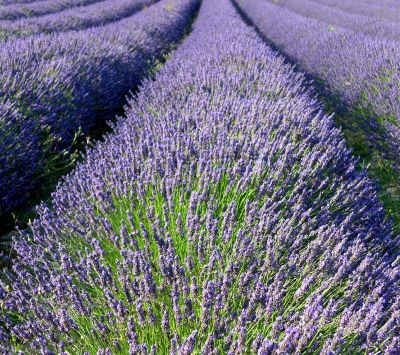 Campos de Lavanda en Flor