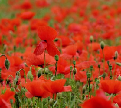 Campo de Amapolas Rojas