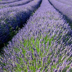 Campos de Lavanda en Flor