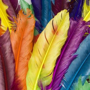Fondo de Plumas Coloridas