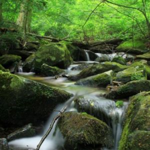 Arroyo Sereno en el Bosque