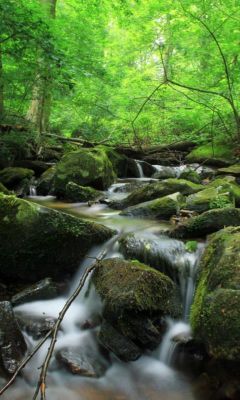 Arroyo Sereno en el Bosque