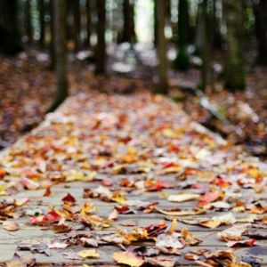 Hojas de otoño en camino del bosque