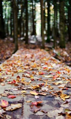 Hojas de otoño en camino del bosque
