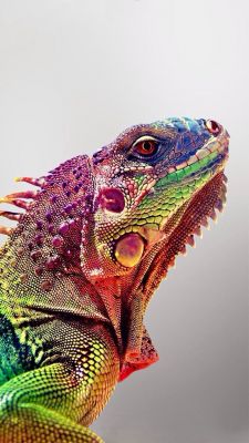 Lagarto Colorido