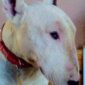 Retrato de Bull Terrier Blanco