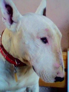 Retrato de Bull Terrier Blanco